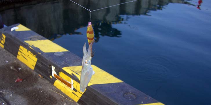 171107_1451mame.jpg(54884 byte)