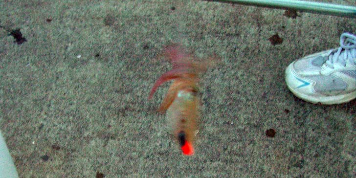 171107_1629mame.jpg(89683 byte)