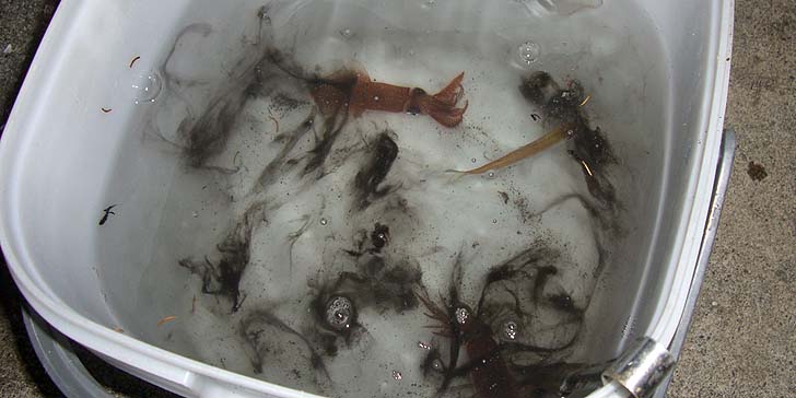 171107_1630mame.jpg(69693 byte)