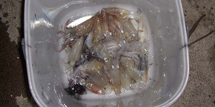 171107_2128_mame.jpg(81479 byte)