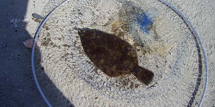 180402_1407kurogasira.jpg(129638 byte)