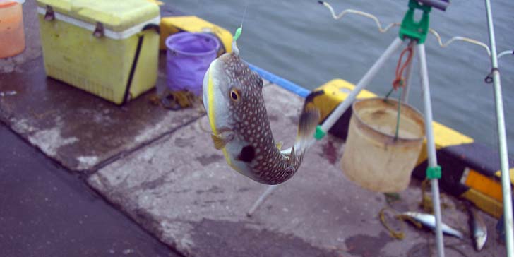 180706_1121fugu.jpg(60565 byte)