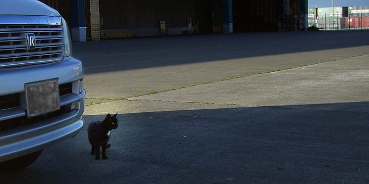 180718_1740neko.jpg(58773 byte)