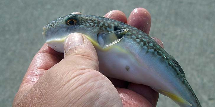 180807_1451fugu.jpg(60709 byte)