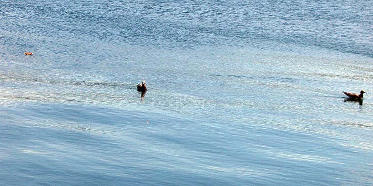 180823_1238tori.jpg(88628 byte)