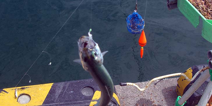 180823_1308kagouki.jpg(70651 byte)