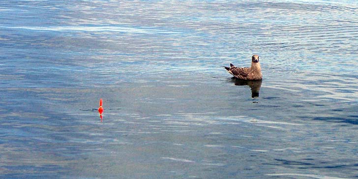 180823_1331ukitori.jpg(75733 byte)