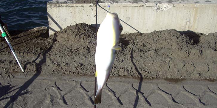 180823_1627fugu.jpg(93427 byte)