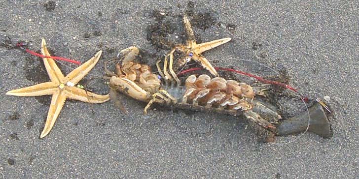 180823_1747syako.jpg(108131 byte)