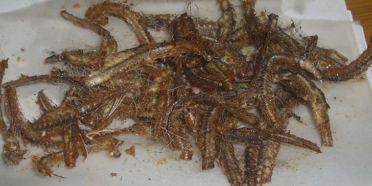 180823_r_hone.jpg(93212 byte)