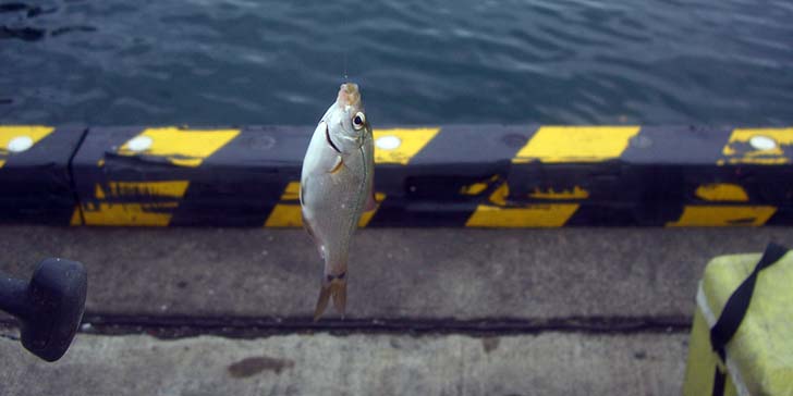 181014_1300tanago.jpg(54698 byte)