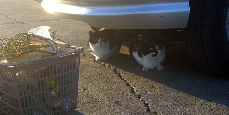 181126_1502neko.jpg(70787 byte)