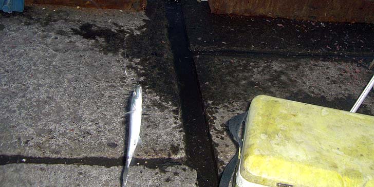 181126_1603nisin.jpg(87296 byte)
