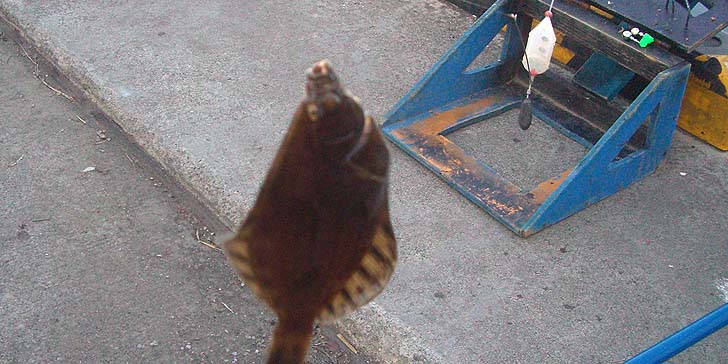 190408_1750karei.jpg(83738 byte)