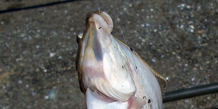190416_1337karei.jpg(55793 byte)