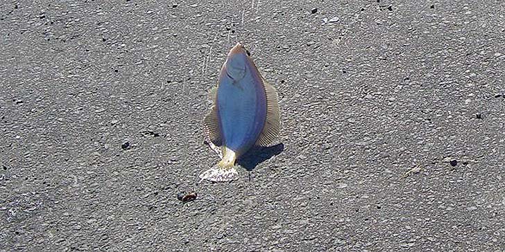 190416_1355karei.jpg(150242 byte)
