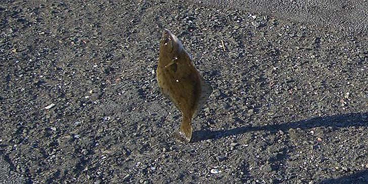 190416_1620karei.jpg(142724 byte)