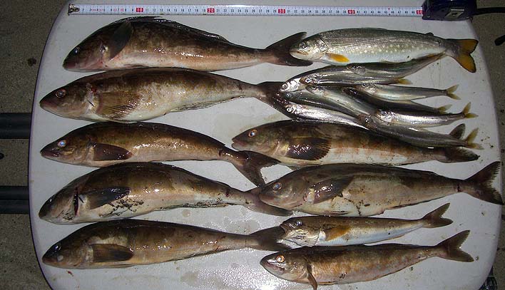 190501.jpg(90227 byte)