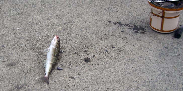 190501_1347hokke.jpg(90519 byte)