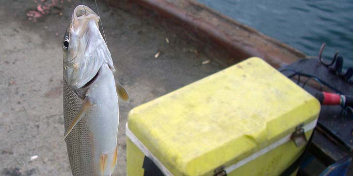 190501_1407ugui.jpg(47225 byte)