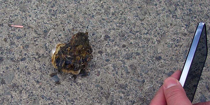 190501_1413kaki.jpg(144297 byte)