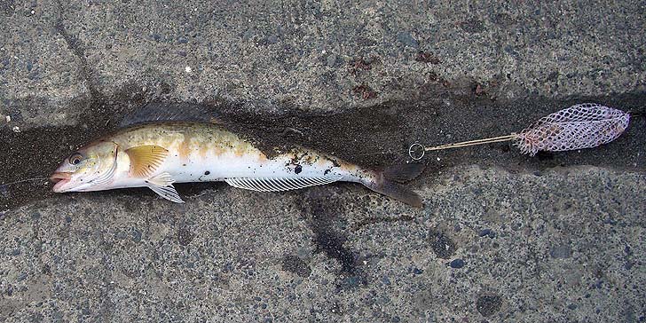 190501_1420hokke.jpg(145651 byte)