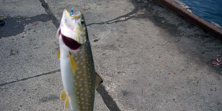 190501_1448amemasu.jpg(91116 byte)