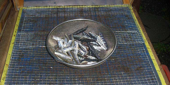 190821_r_itiyabosi.jpg(116098 byte)