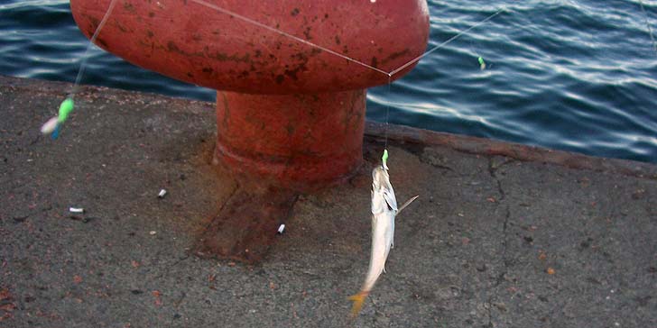 07_190904_ajigo.jpg(57897 byte)