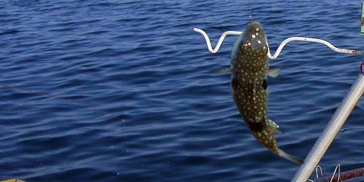 191001_1511fugu.jpg(58954 byte)