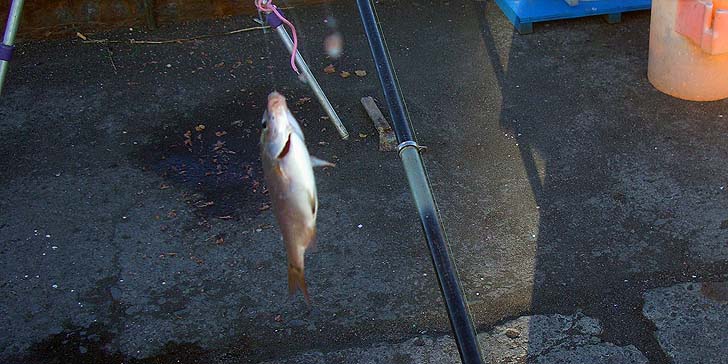 191015_1455tanago.jpg(81065 byte)