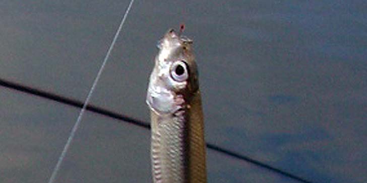 191023_1520tika.jpg(33000 byte)