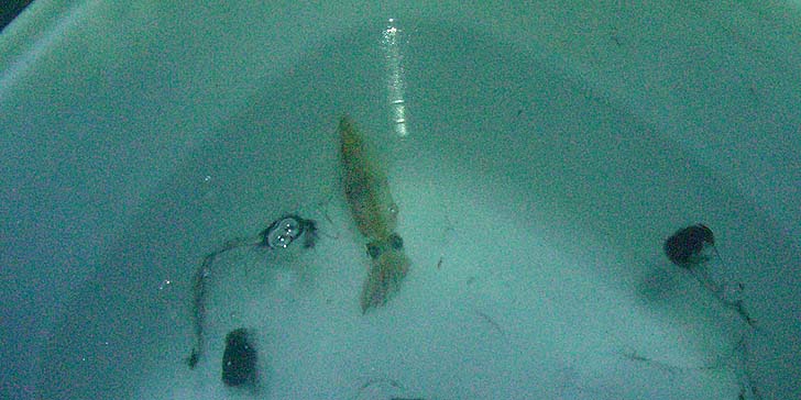 191023_1853mameika.jpg(66224 byte)