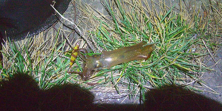 191111_1702mameika.jpg(141296 byte)