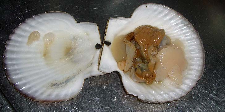 191111_r_2041hotate.jpg(68959 byte)