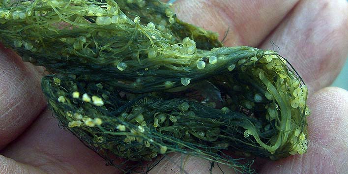 200331_1613kazunoko.jpg(73653 byte)