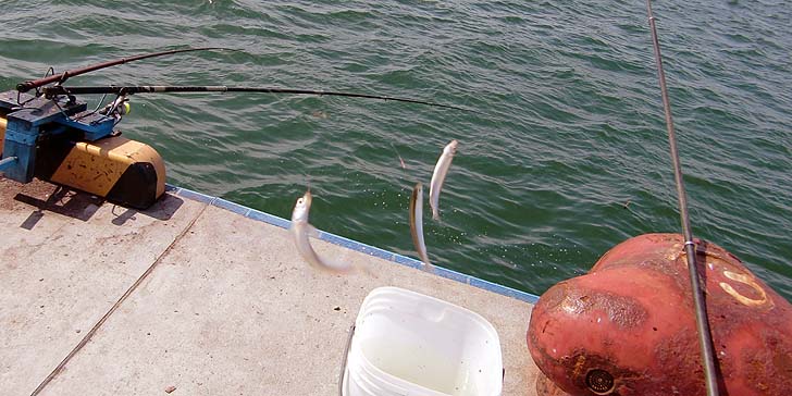 200623_1227_tika.jpg(75168 byte)