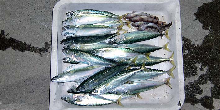 200817.jpg(78300 byte)