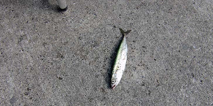 200817_1419saba.jpg(128900 byte)