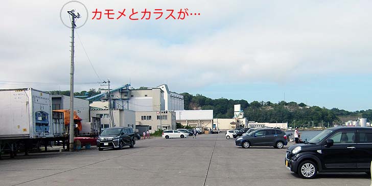 200817_1452kamome.jpg(49735 byte)