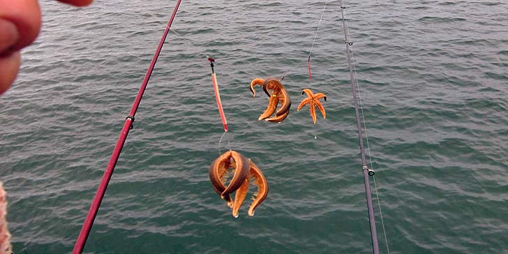 200817_1731hitode.jpg(60897 byte)