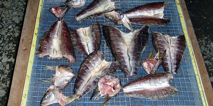 210323_r_hokke3.jpg(108366 byte)