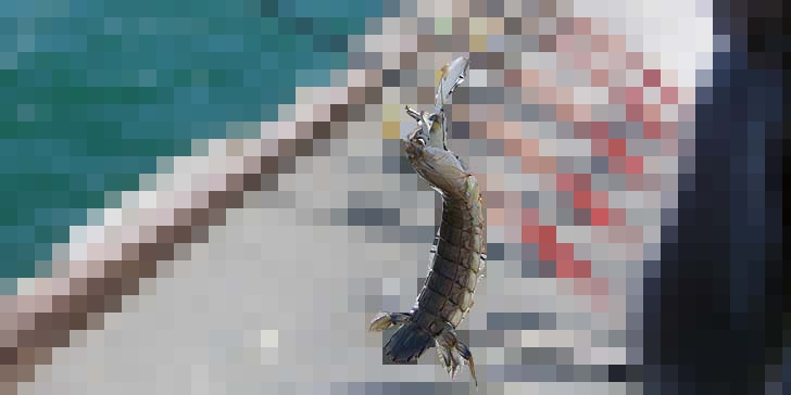 210730_1112meijin.jpg(94080 byte)