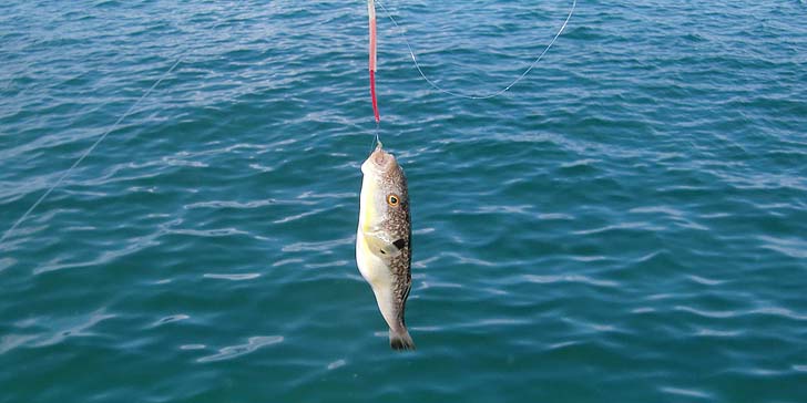 210730_1413fugu.jpg(47767 byte)