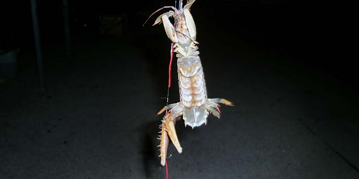 210812_1923syakohitode.jpg(27096 byte)