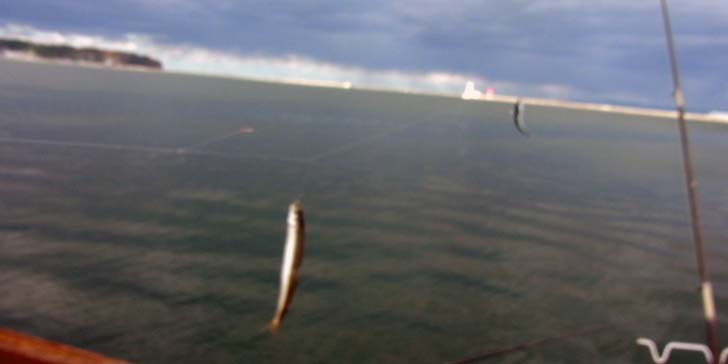 211018_1403tikasaba.jpg(24917 byte)
