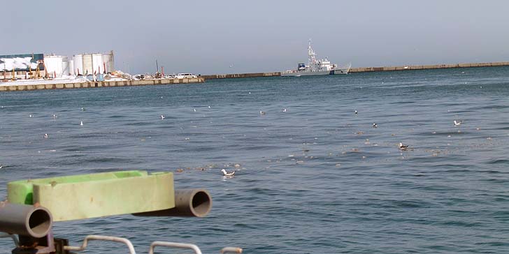 210305_1333kamome.jpg(48514 byte)