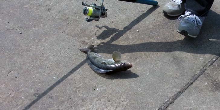 220512_1314hokke.jpg(53943 byte)