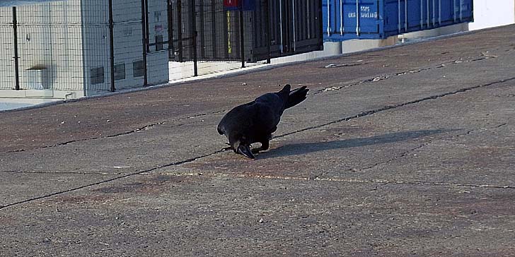 220520_1712karasu.jpg(86050 byte)