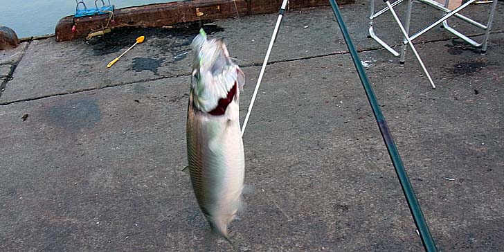 220520_1849nisin.jpg(81341 byte)